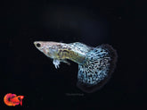 Green Dragon Indo Snake Skin Halfmoon Guppy